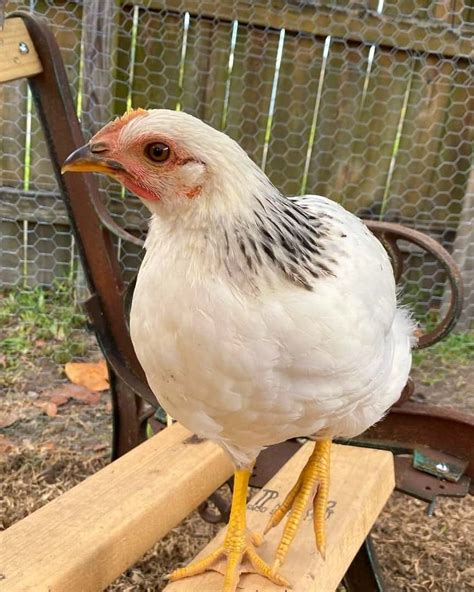 columbian rock cross hen|More.